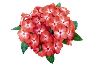 Impatiens Tamarinda Orange Orchid Variety Label.jpg